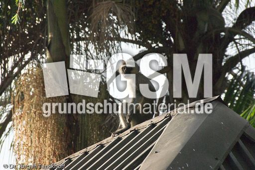 Grüne Meerkatzen (60 von 67).jpg